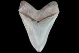 Serrated, Fossil Megalodon Tooth - Georgia #86069-2